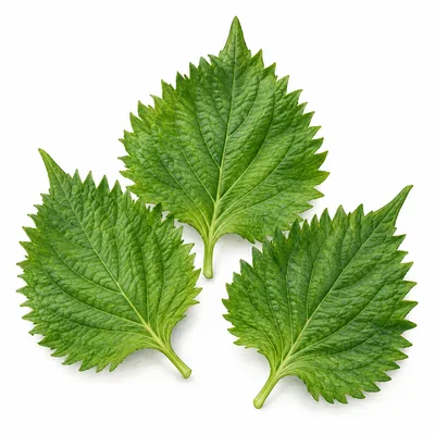 shiso