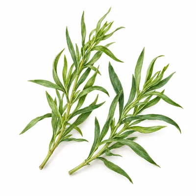 tarragon