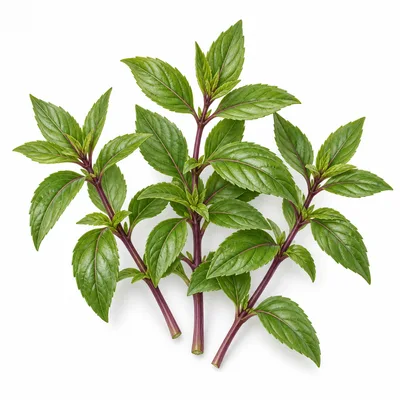 Thai basil