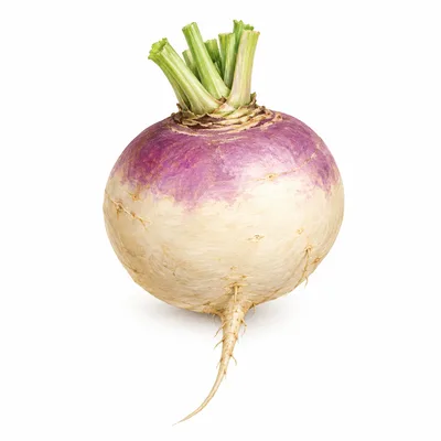 turnip