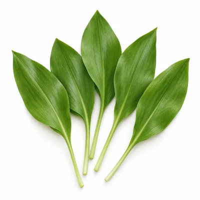 wild garlic