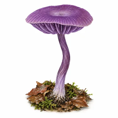 amethyst deceiver