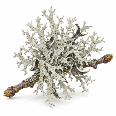 antler lichen