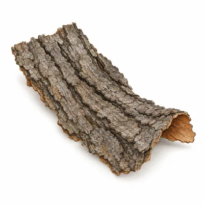 écorce