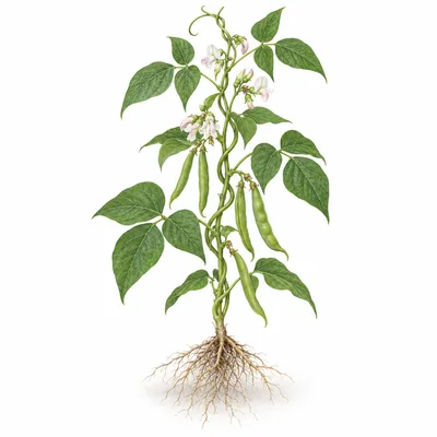 bean plant