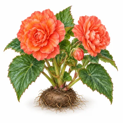 begonia