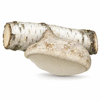 Fomitopsis betulina
