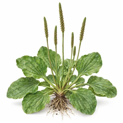 broadleaf plantain