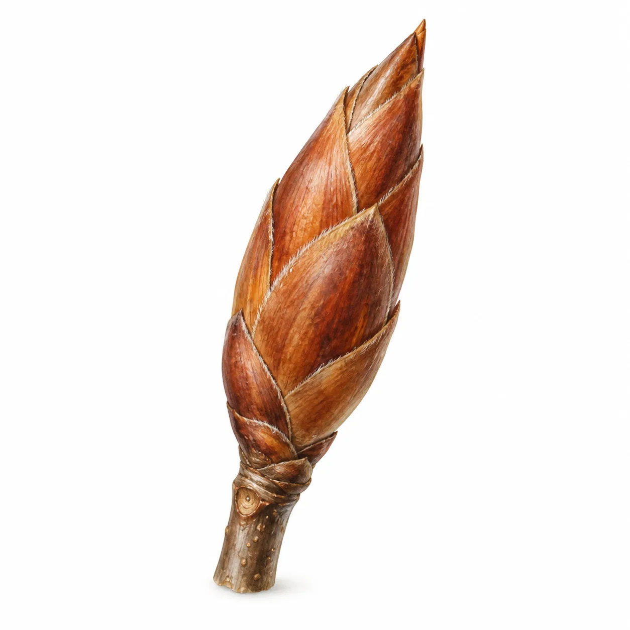 bud