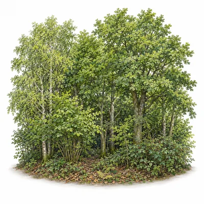 copse