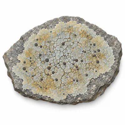 crustose lichen