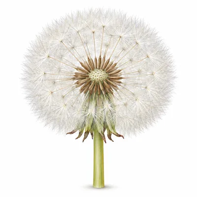 dandelion clock