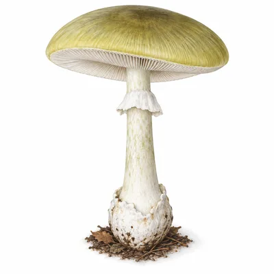 death cap
