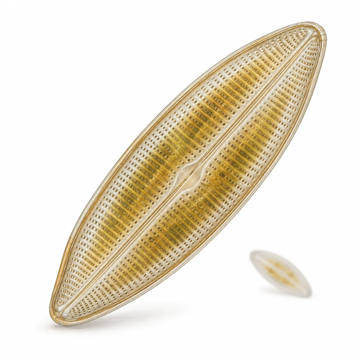 diatom