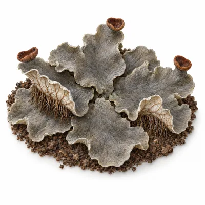 dog lichen