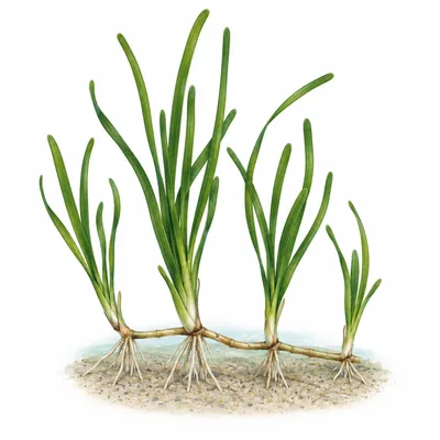 eelgrass