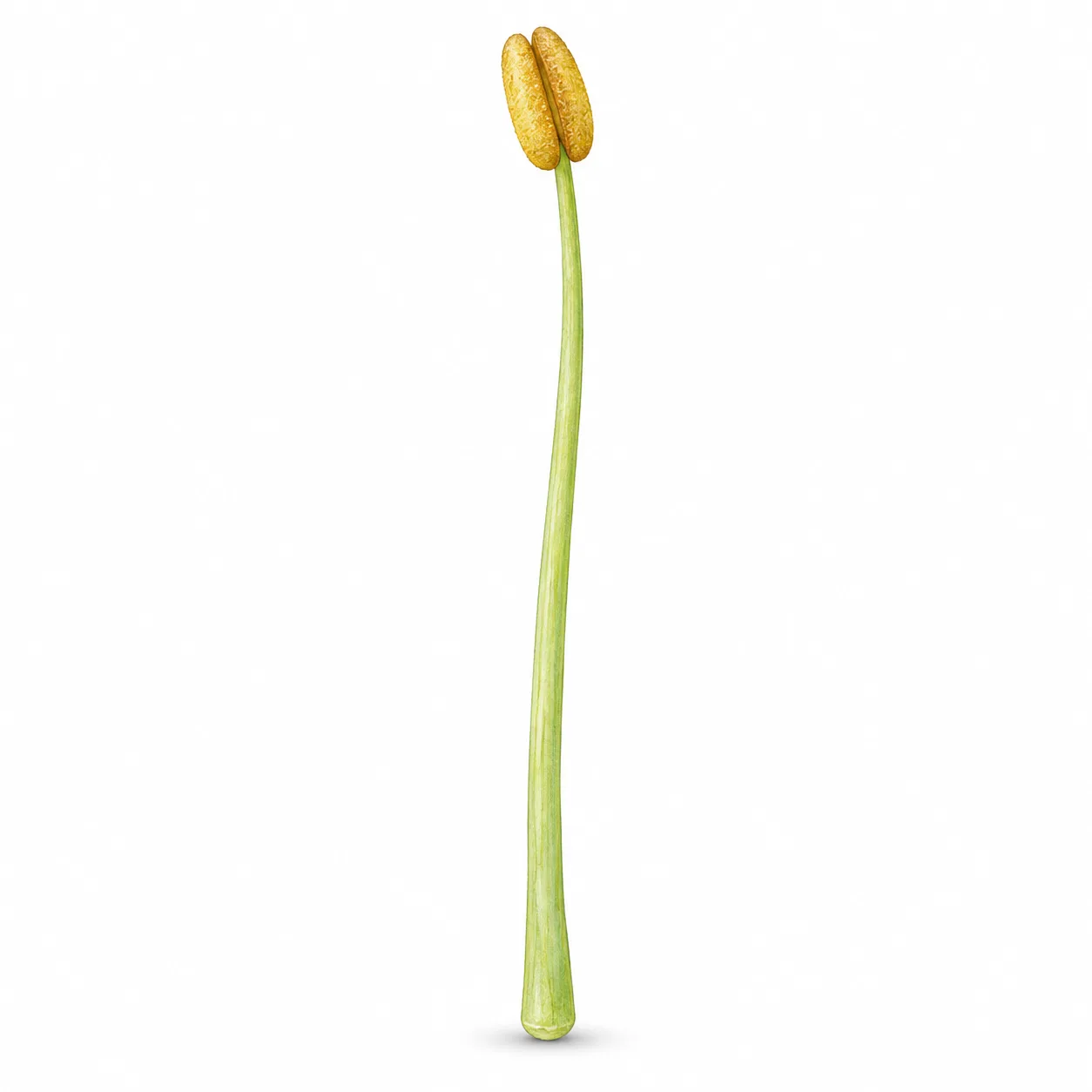 filament