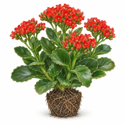 ildtopp