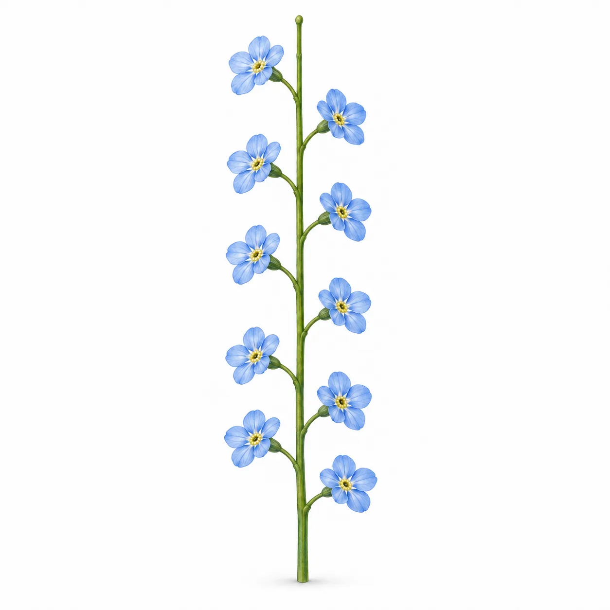 flower raceme
