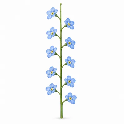flower raceme