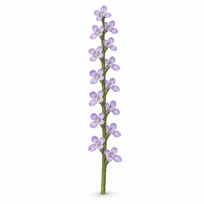 flower spike