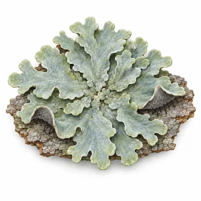 foliose lichen