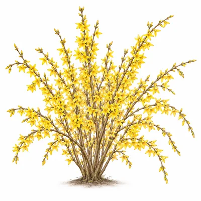 forsythia