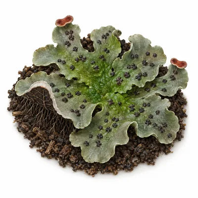 freckle pelt lichen