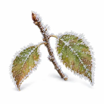frost