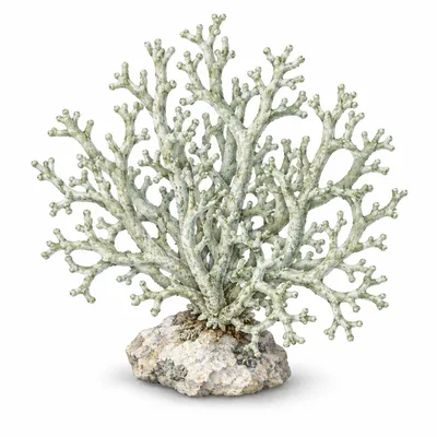 fruticose lichen
