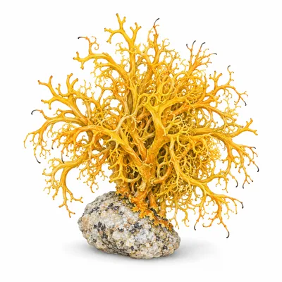 golden hair lichen
