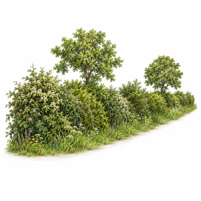 hedgerow