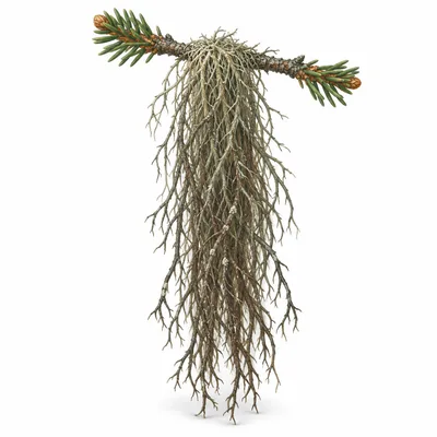 horsehair lichen