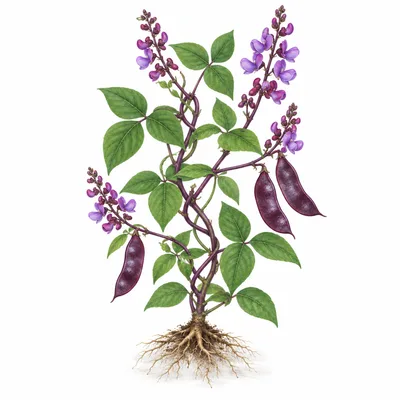 hyacinth bean vine