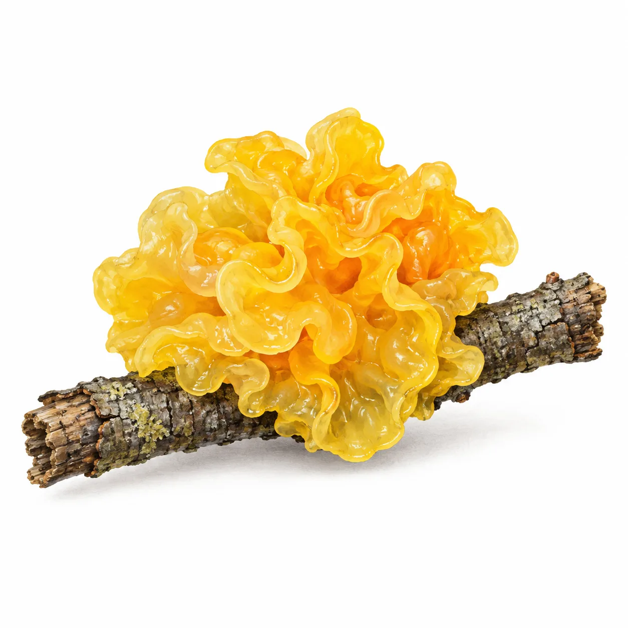 jelly fungus