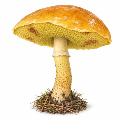 larch bolete