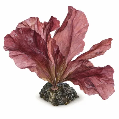 laver seaweed