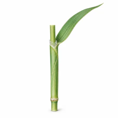 gaine foliaire