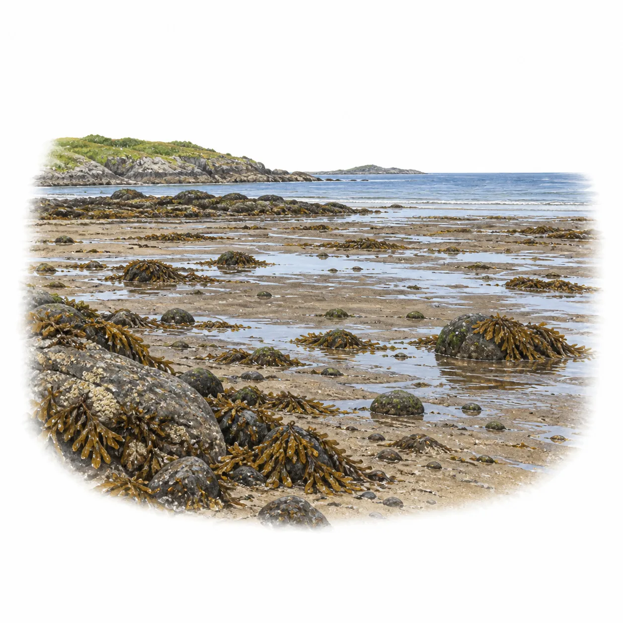 marée basse