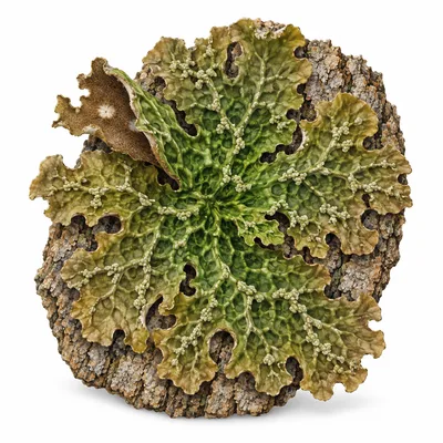 lungwort lichen