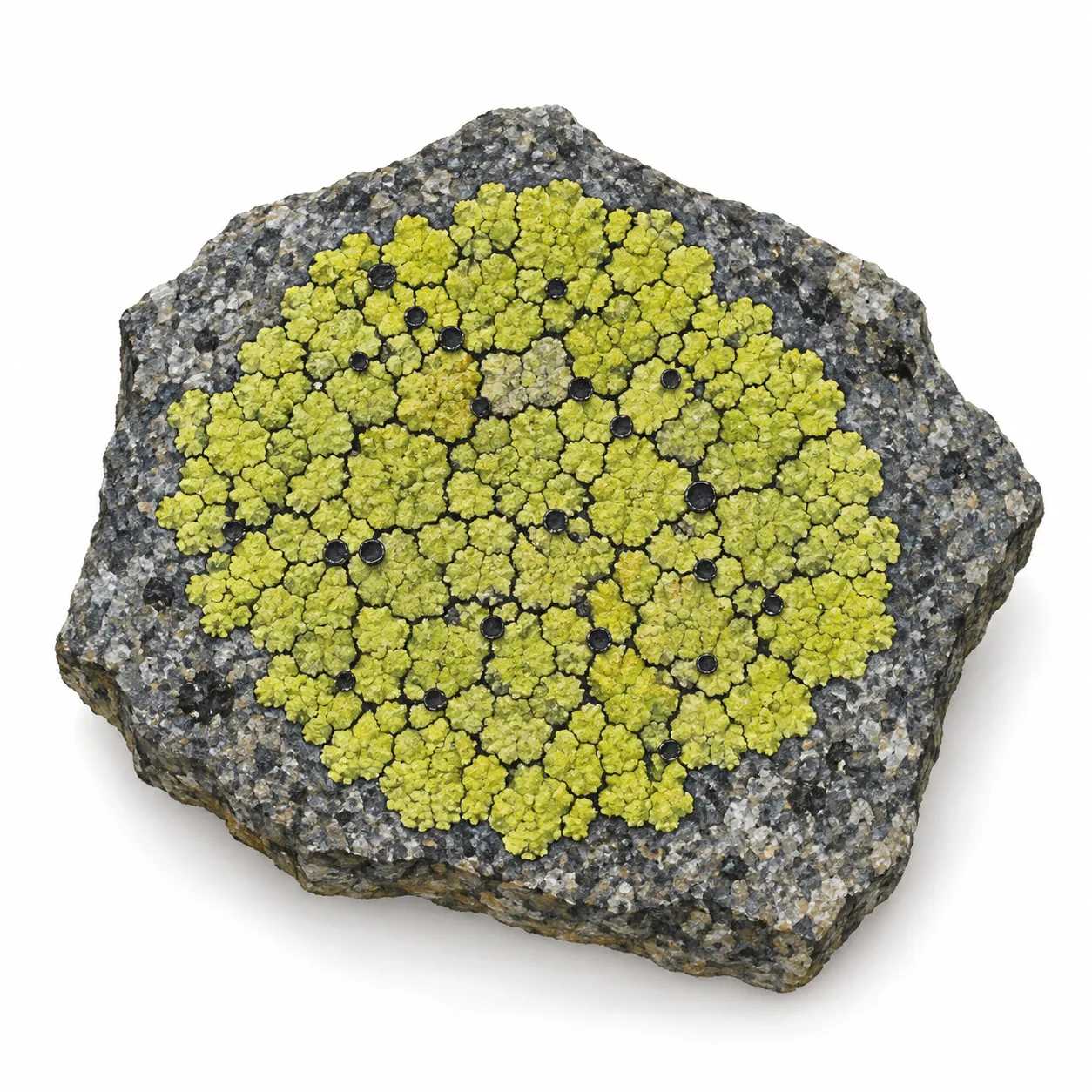 Rhizocarpon geographicum