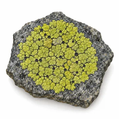 map lichen