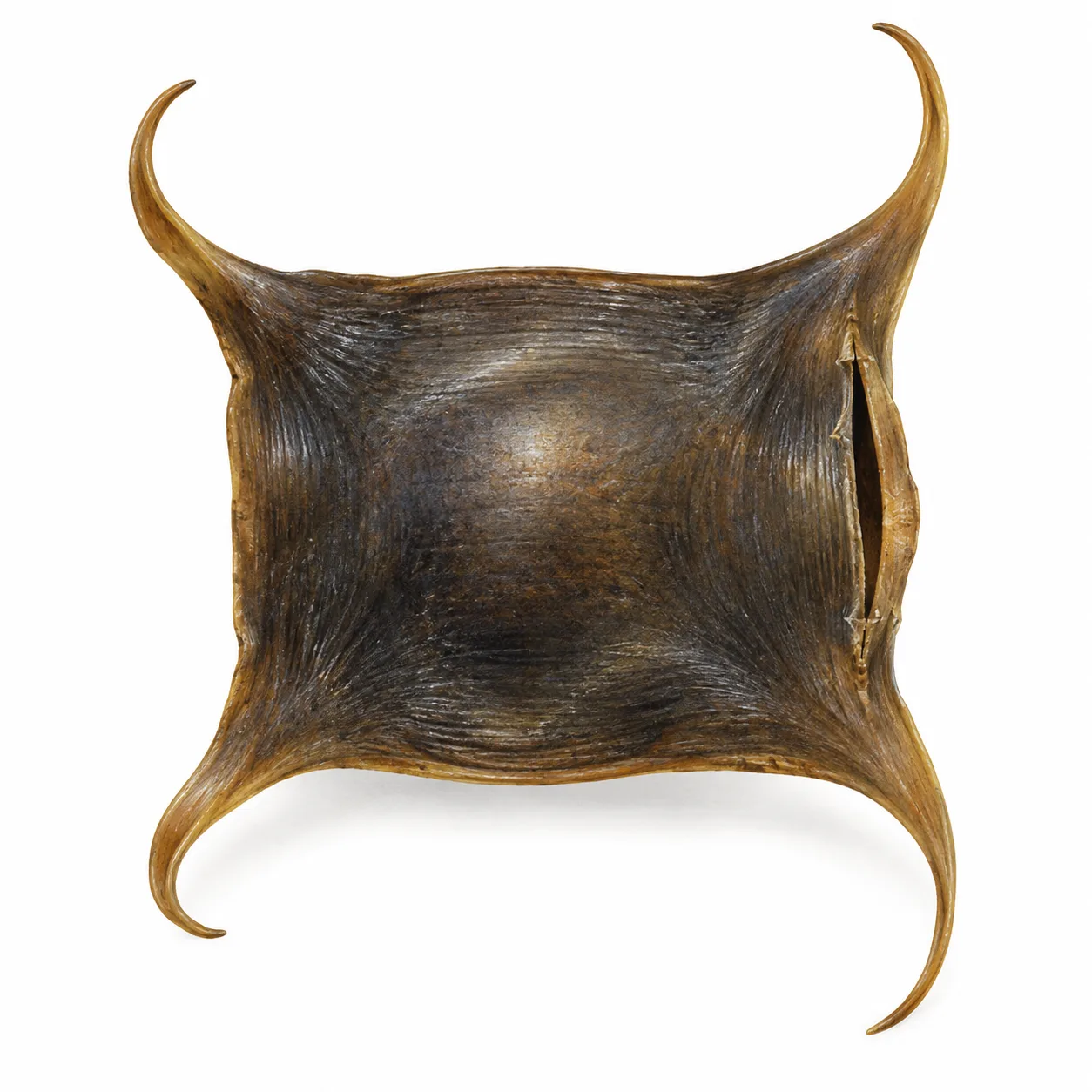 mermaid's purse