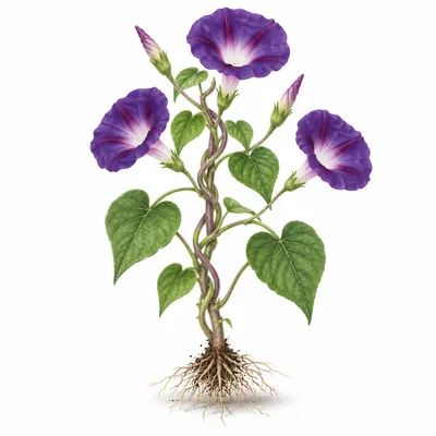 morning glory
