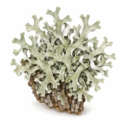 oakmoss