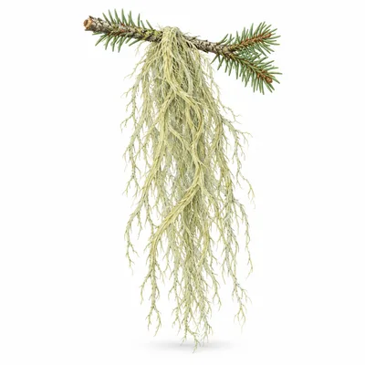 old man's beard lichen