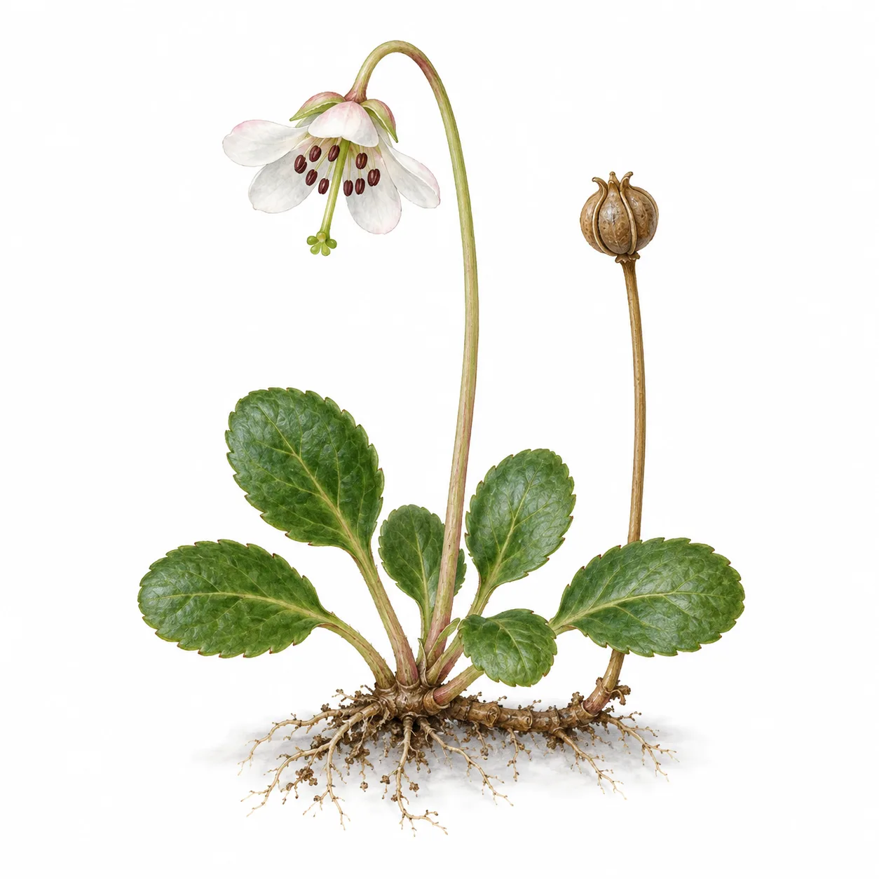 one-flowered wintergreen