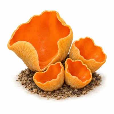 Aleuria aurantia