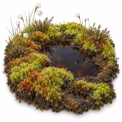 peat pool