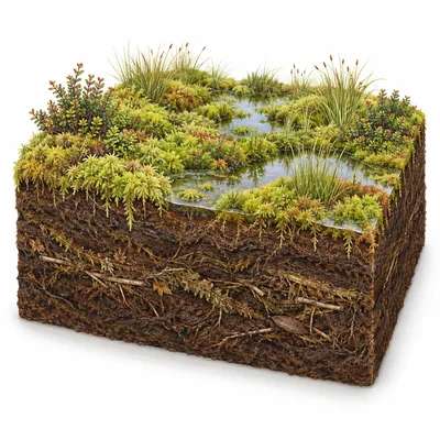 peatland